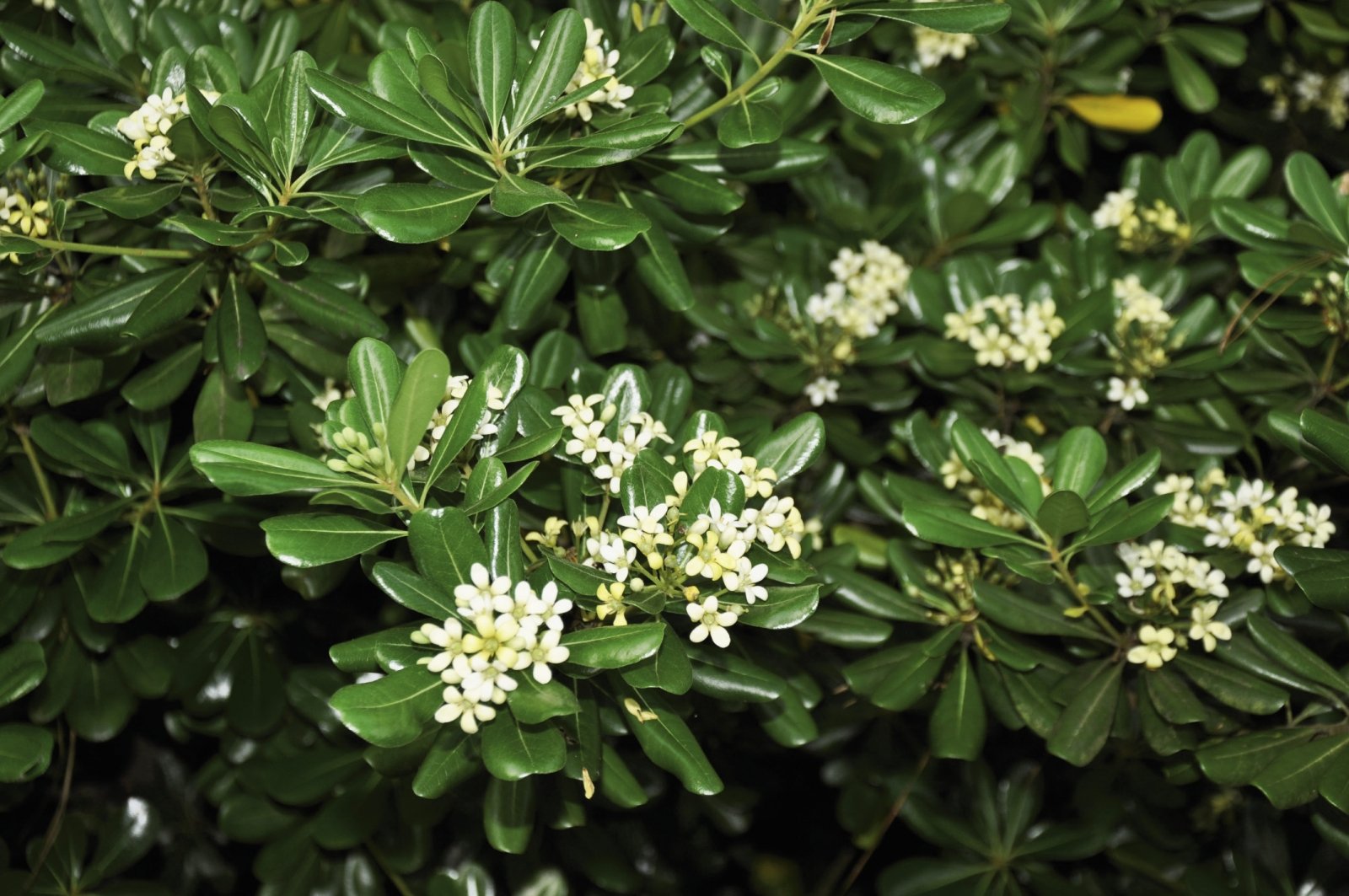 PITTOSPORUM PITTOSPORO TOBIRA VASO 17CM