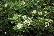 PITTOSPORUM PITTOSPORO TOBIRA VASO 17CM