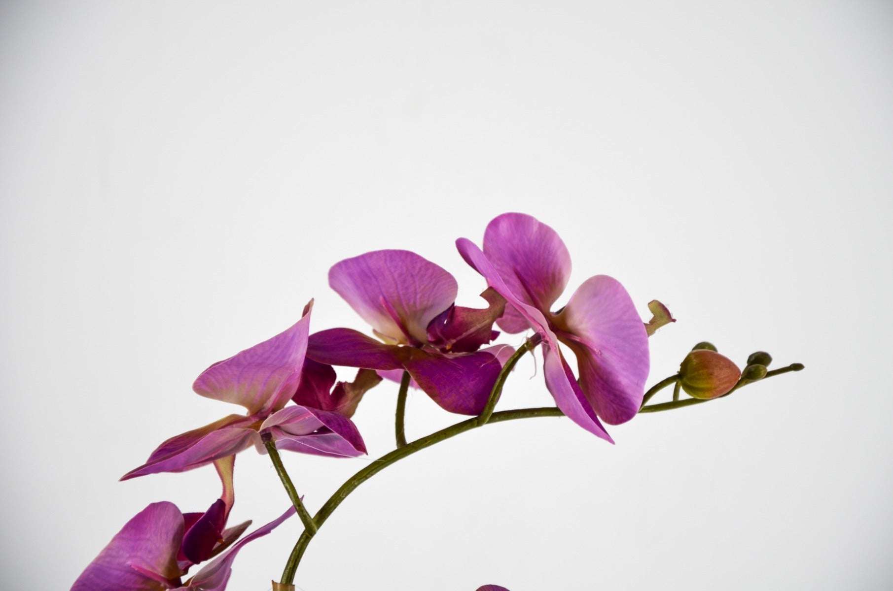 PHALAENOPSIS ORCHIDEA ARTIFICIALE 50CM VIOLA