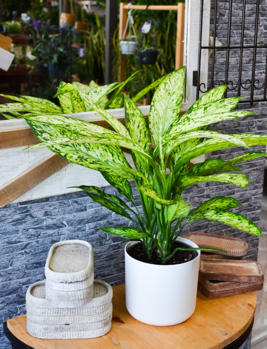Dieffenbachia vesuvio in vaso 17cm + Coprivaso a Scelta