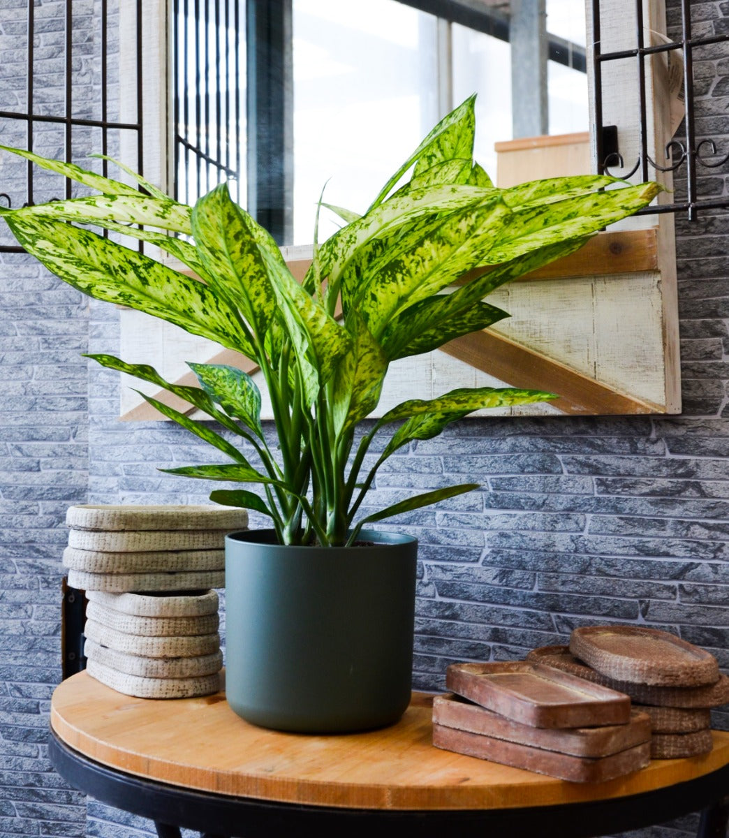 Dieffenbachia vesuvio in vaso 17cm + Coprivaso a Scelta