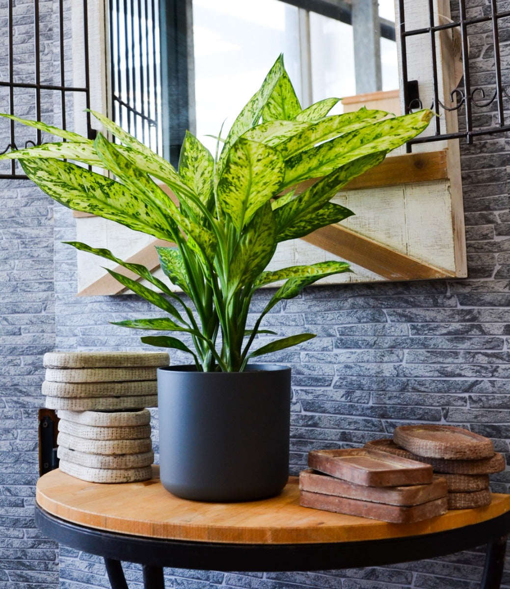 Dieffenbachia vesuvio in vaso 17cm + Coprivaso a Scelta