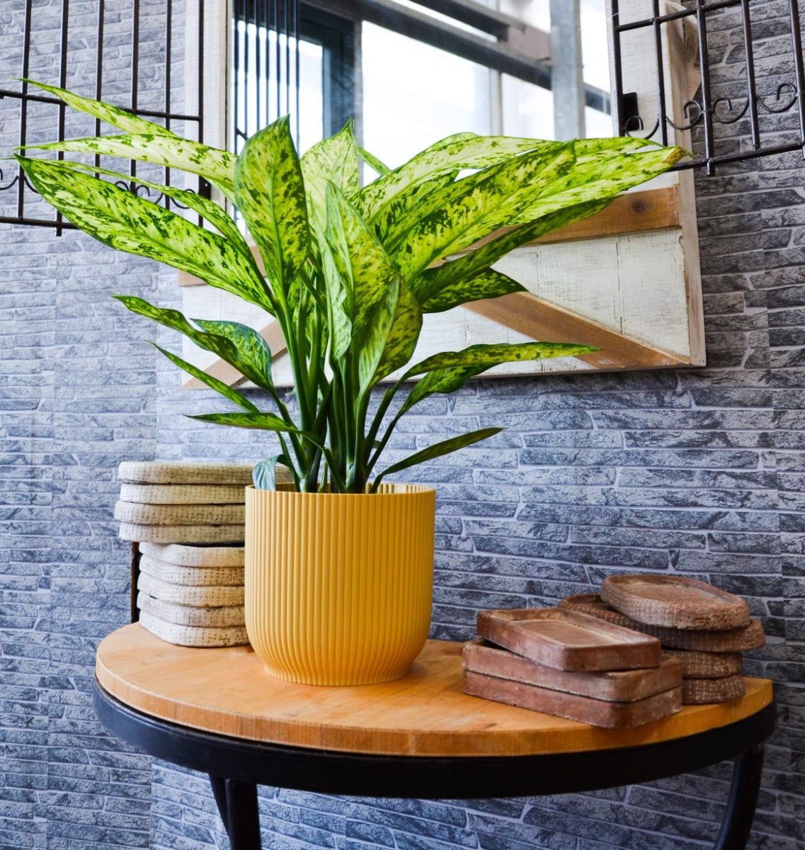Dieffenbachia vesuvio in vaso 17cm + Coprivaso a Scelta