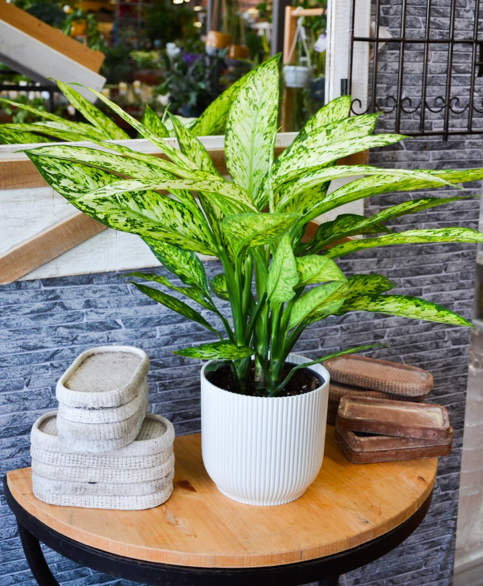 Dieffenbachia vesuvio in vaso 17cm + Coprivaso a Scelta