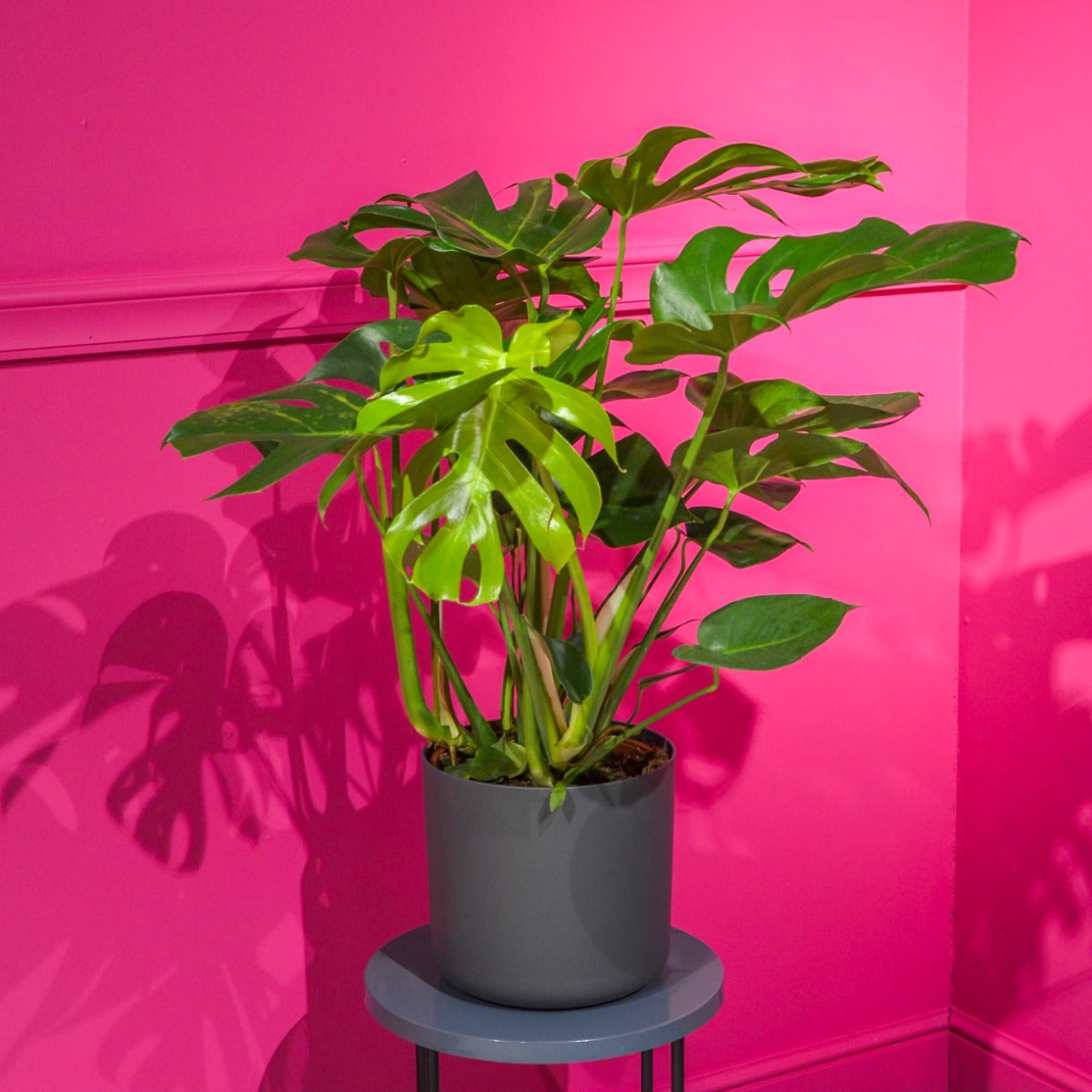 PHILODENDRON MONSTERA IN VASO 25CM + COPRIVASO A SCELTA