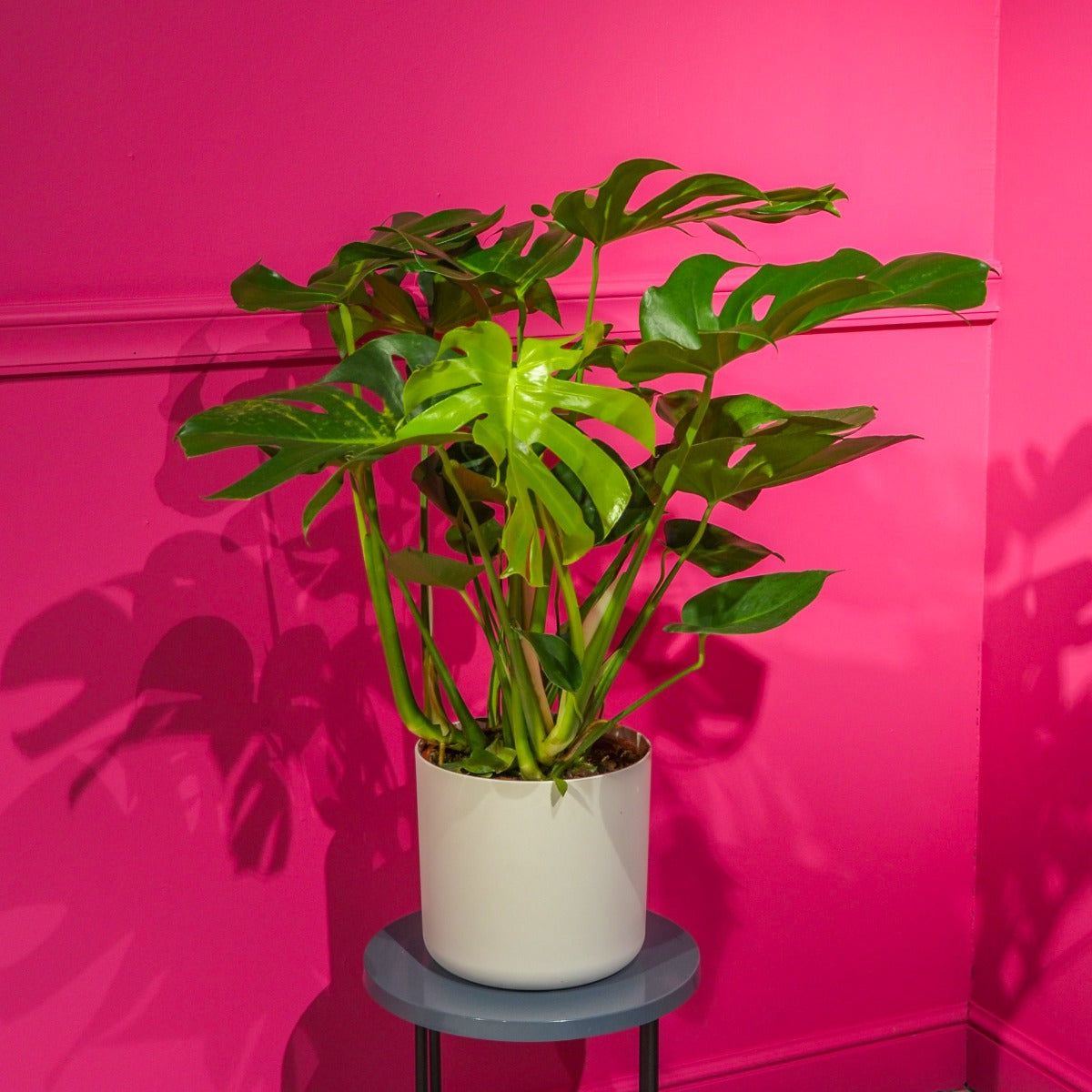 PHILODENDRON MONSTERA IN VASO 25CM + COPRIVASO A SCELTA