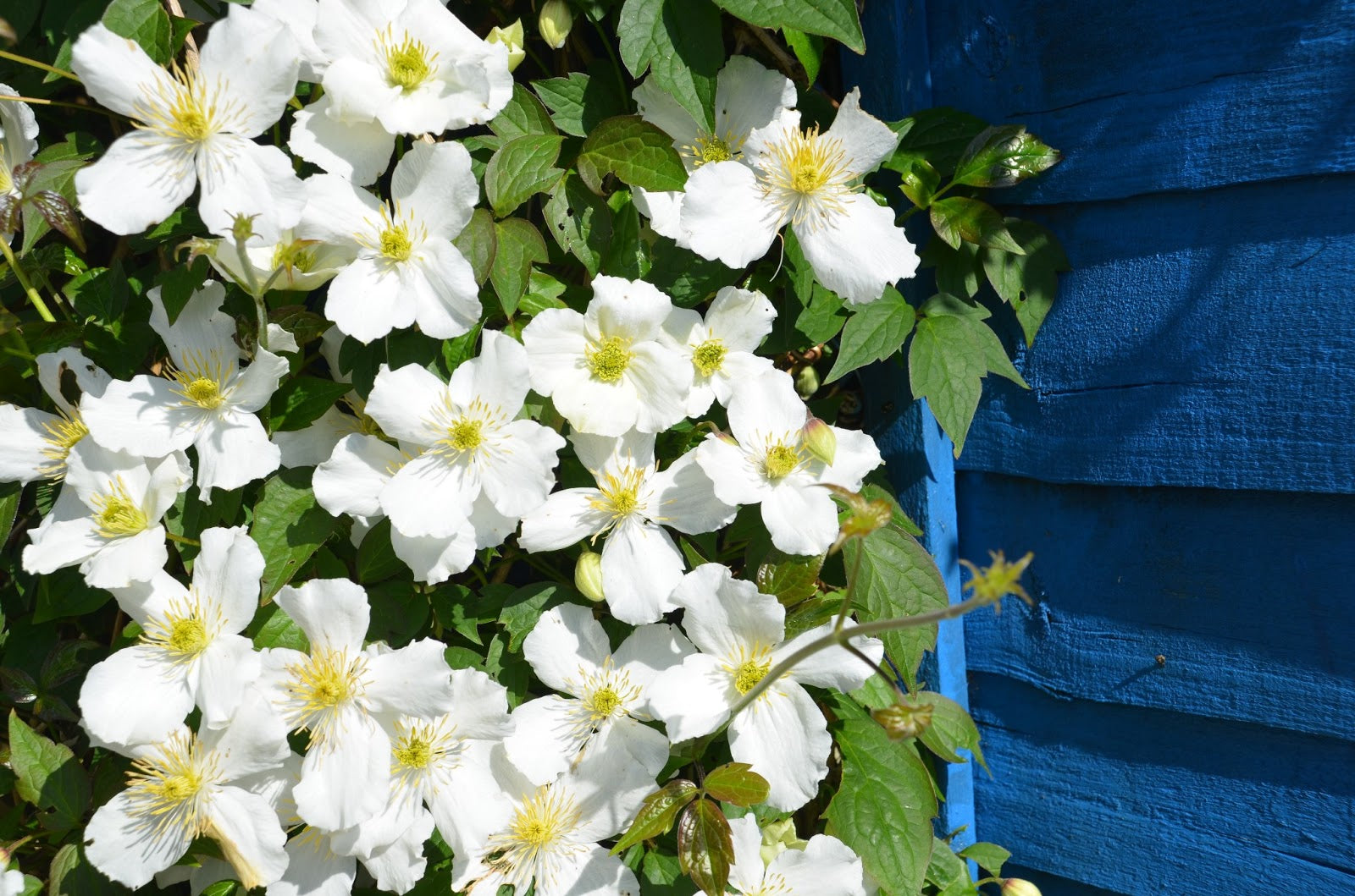 CLEMATIDE MONTANA GRANDIFLORA VASO 18CM