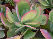 KALANCHOE THYRSIFLORA IN VASO 15CM
