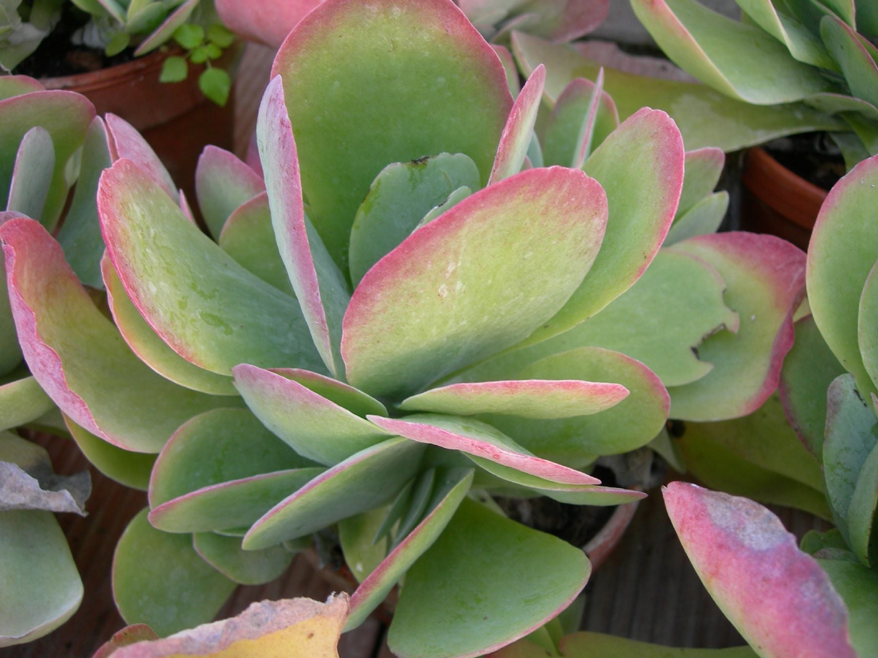 KALANCHOE THYRSIFLORA IN VASO 12CM