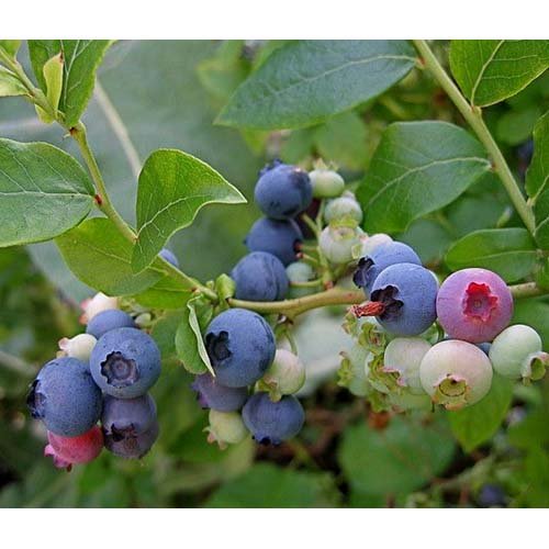 MIRTILLO AMERICANO  LATE BLUE (1 PIANTA)