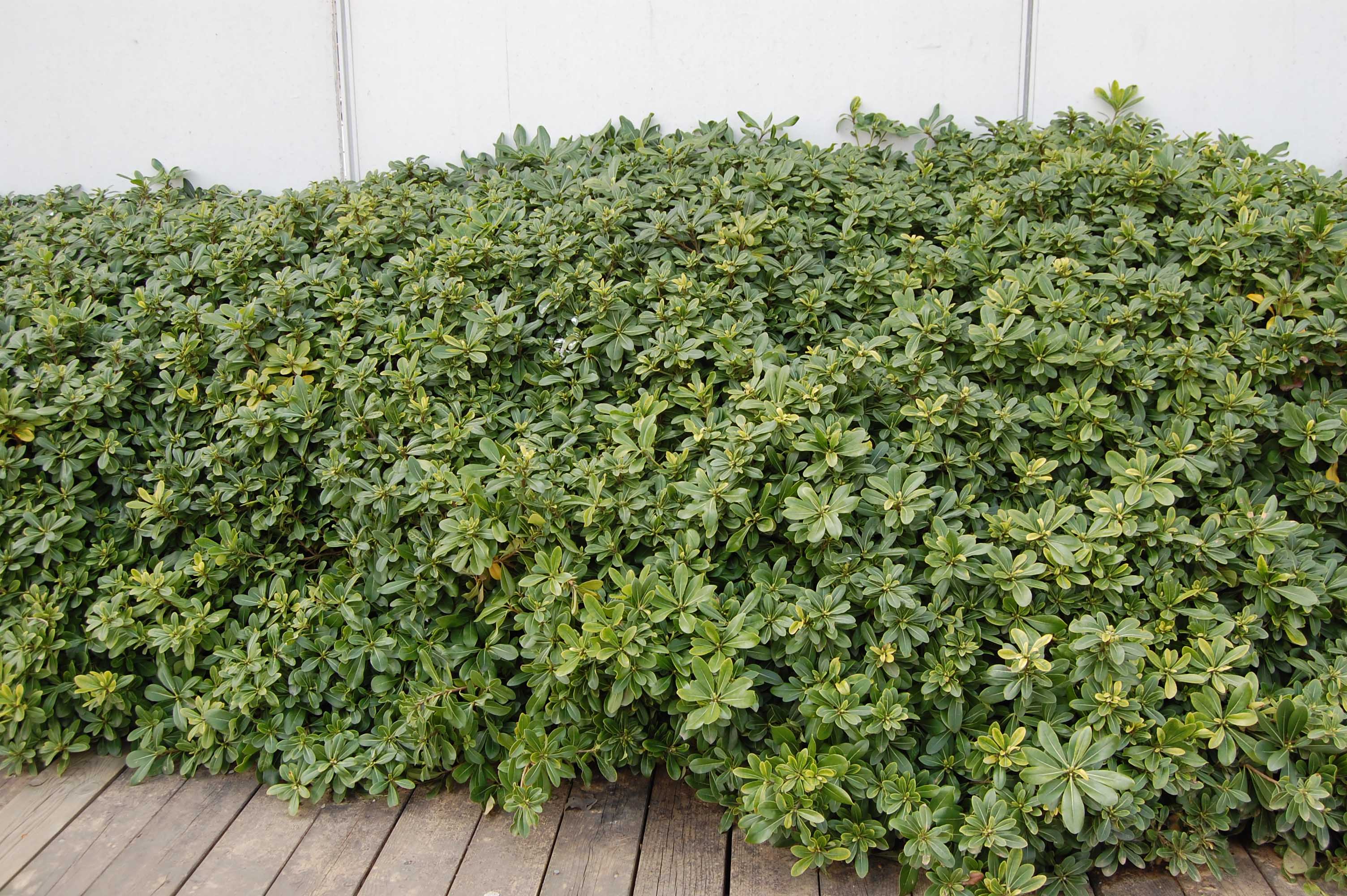 PITTOSPORUM PITTOSPORO TOBIRA VASO 24CM