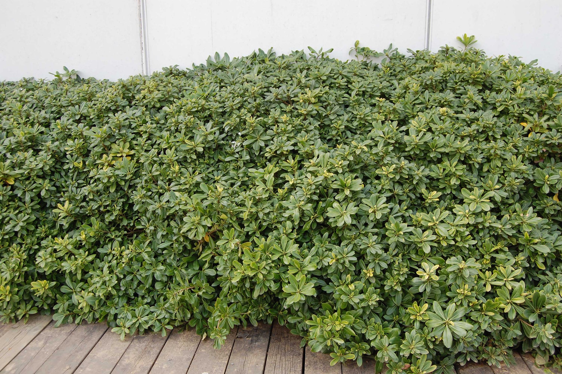 PITTOSPORUM PITTOSPORO TOBIRA VASO 18CM