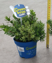 HEBE GREEN BOYS 1 PIANTA VASO 12CM