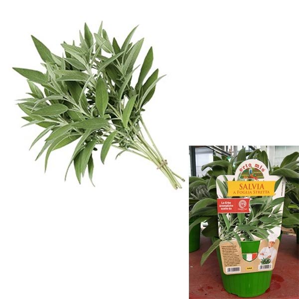 1 PIANTA DI SALVIA A FOGLIA STRETTA VASO 14CM MASTERCHEF