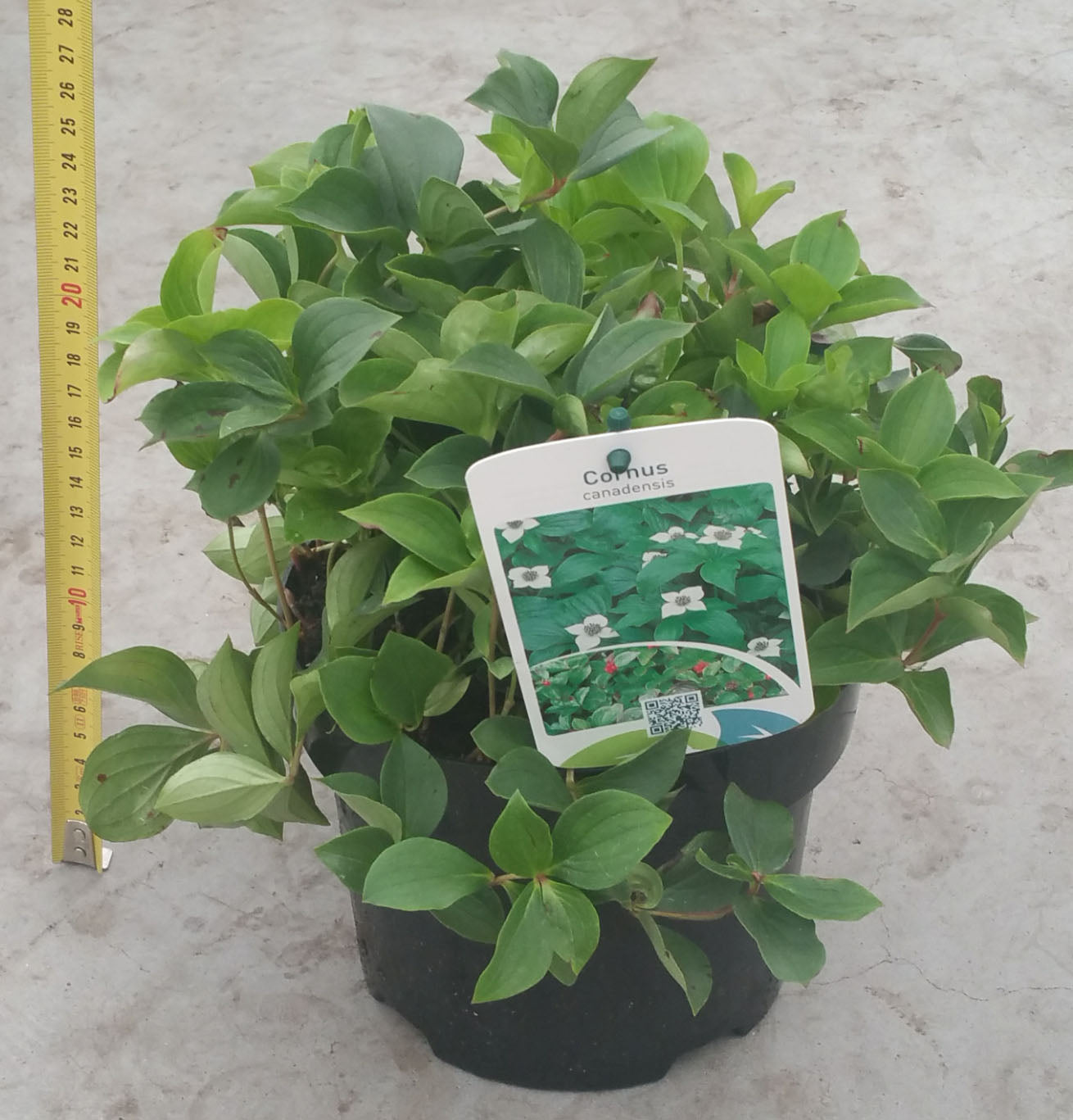 CORNUS CANADENSIS VASO 17CM