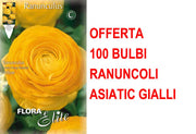 OFFERTA 100 BULBI RANUNCOLO ASIATIC YELLOW