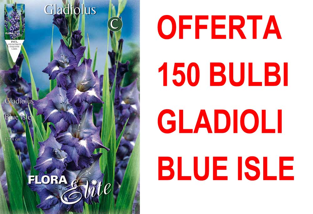 OFFERTA 150 BULBI GLADIOLI A FIORI GRANDI BLUE ISLE
