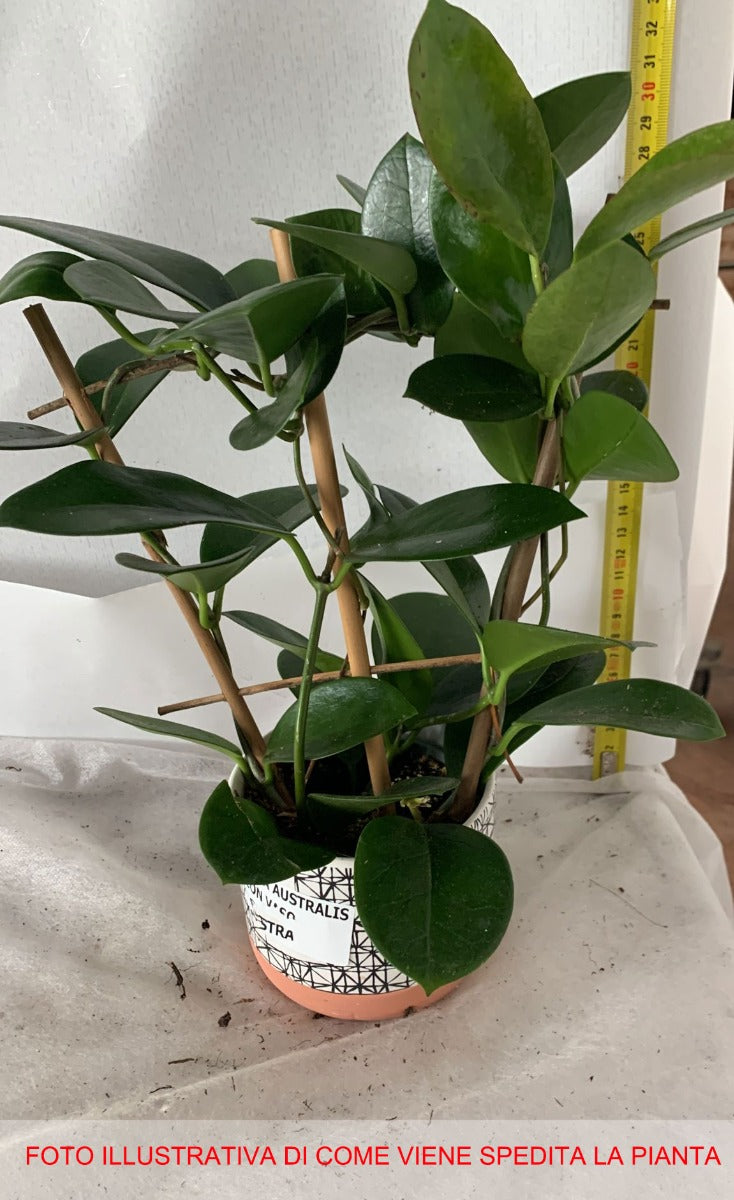 HOYA AUSTRALIS FIORE DI CERA VASO CON VASO IN CERAMICA 9CM E SPALLIERA