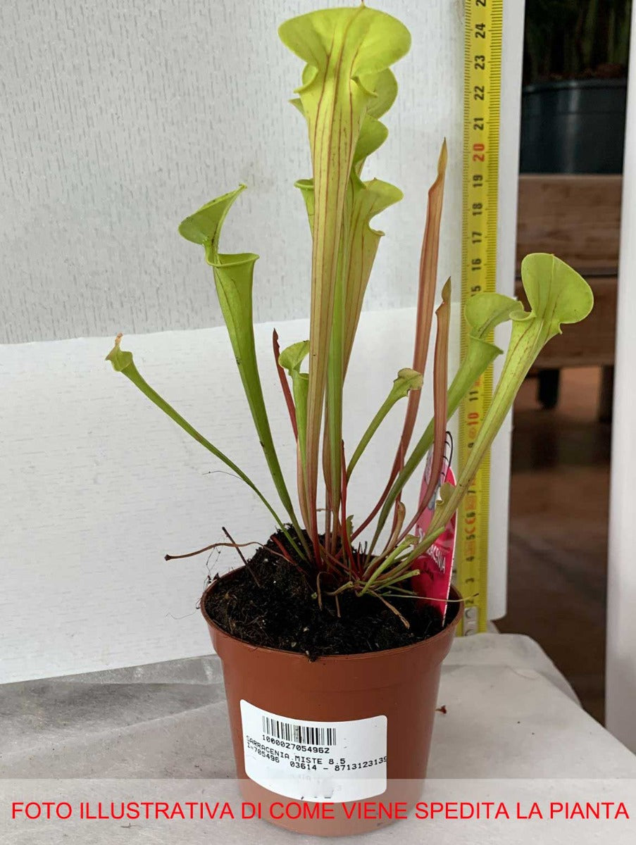 SARRACENIA ASSORTITA VASO 8CM