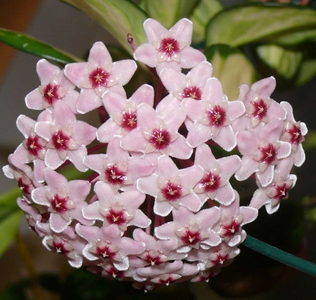 HOYA TRICOLOR BORDVARE VASO 12CM