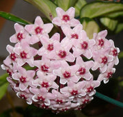 HOYA CARNOSA TRICOLOR FIORE DI CERA VASO 19CM