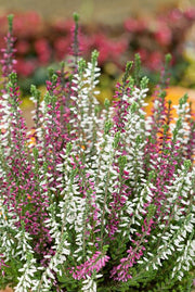 ERICA CALLUNA BEAUTY LADIES VASO