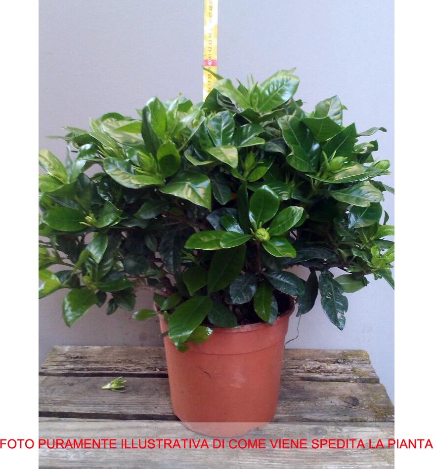 GARDENIA VASO 13CM