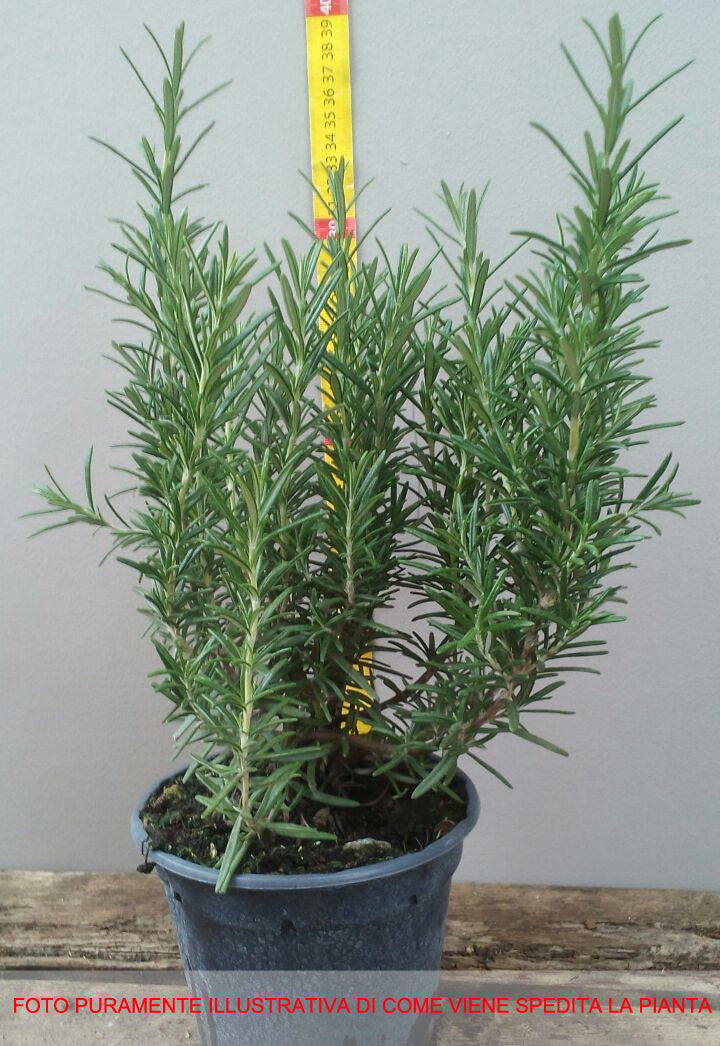 ROSMARINO IN VASO 14CM