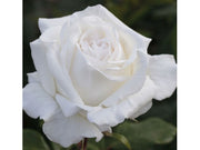 ROSA PIERRE ARDITI IN VASO 19CM