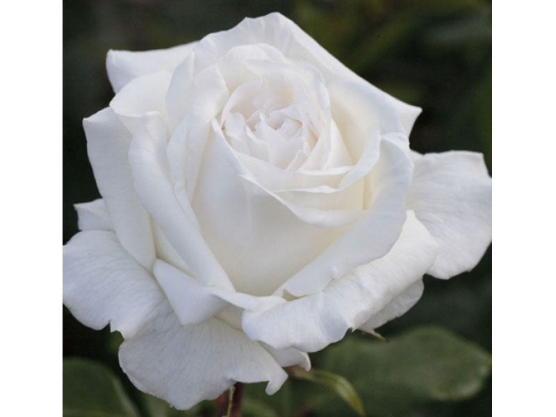 ROSA PIERRE ARDITI IN VASO 19CM