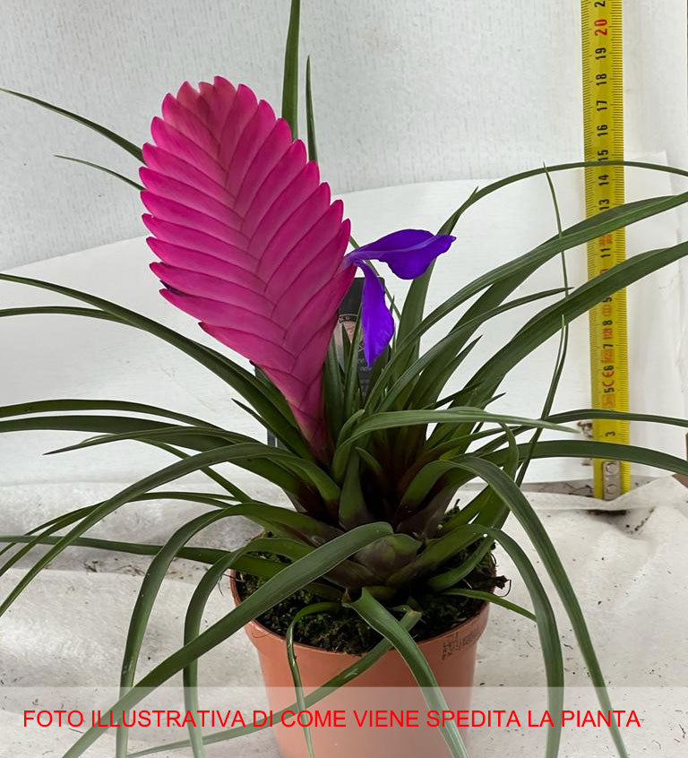 TILLANDSIA CYANEA ROSA VASO 13CM
