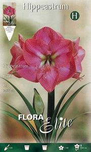 AMARYLLIS ROSA (CONFEZIONE DA 1 BULBO)