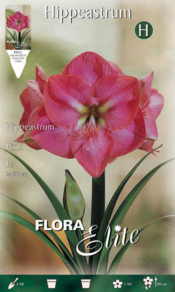 AMARYLLIS ROSA (CONFEZIONE DA 1 BULBO)