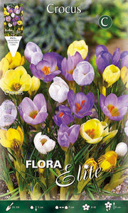 CROCUS SPECIES MIX DI COLORI (CONFEZIONE DA 15 BULBI)