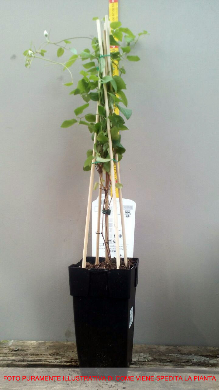 CLEMATIS  PIILU IN VASO 15CM