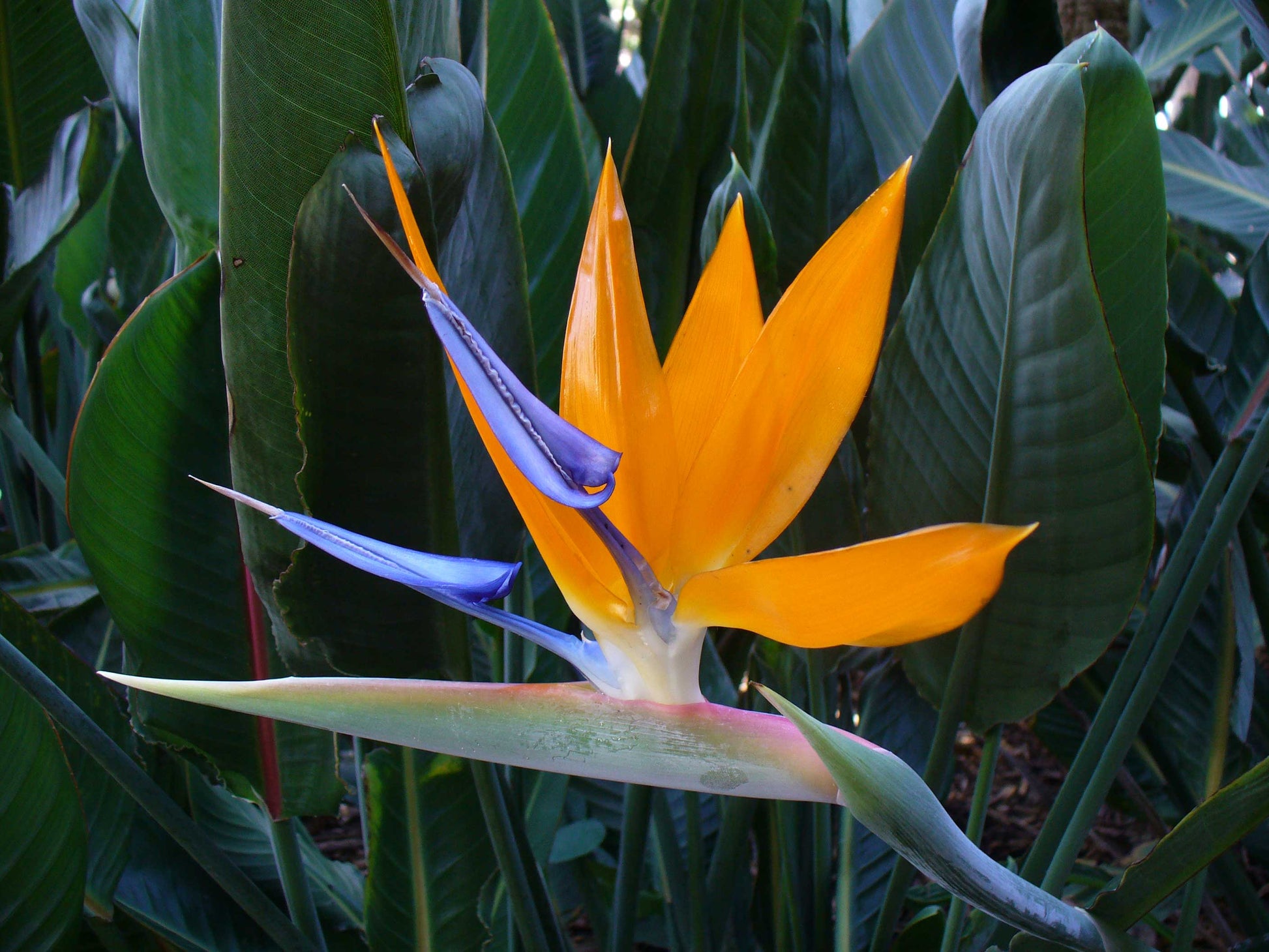 STRELITZIA REGINAE O UCCELLO DEL PARADISO IN VASO 10CM