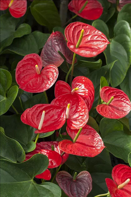 ANTHURIUM KARMA ROSSO IN VASO 12CM