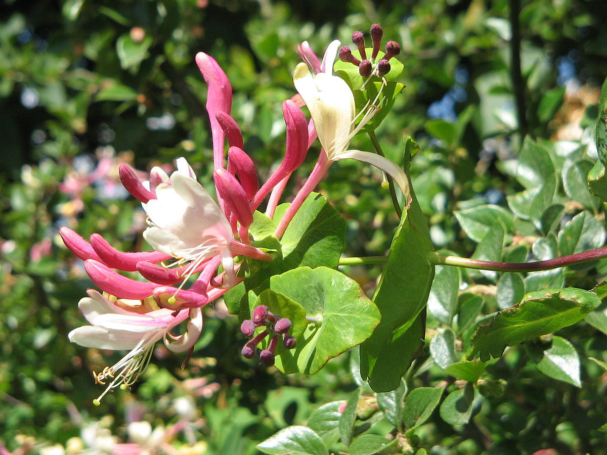 LONICERA CAPRIFOGLIO CAPRIFOLIUM IN VASO 17CM
