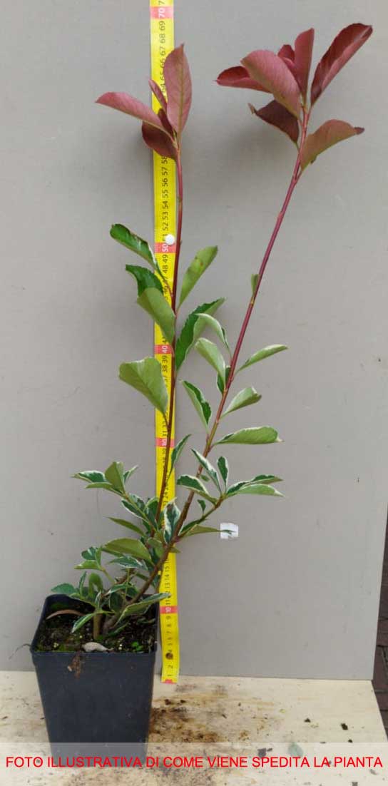 PHOTINIA VARIEGATA DA SIEPE IN VASO 12CM