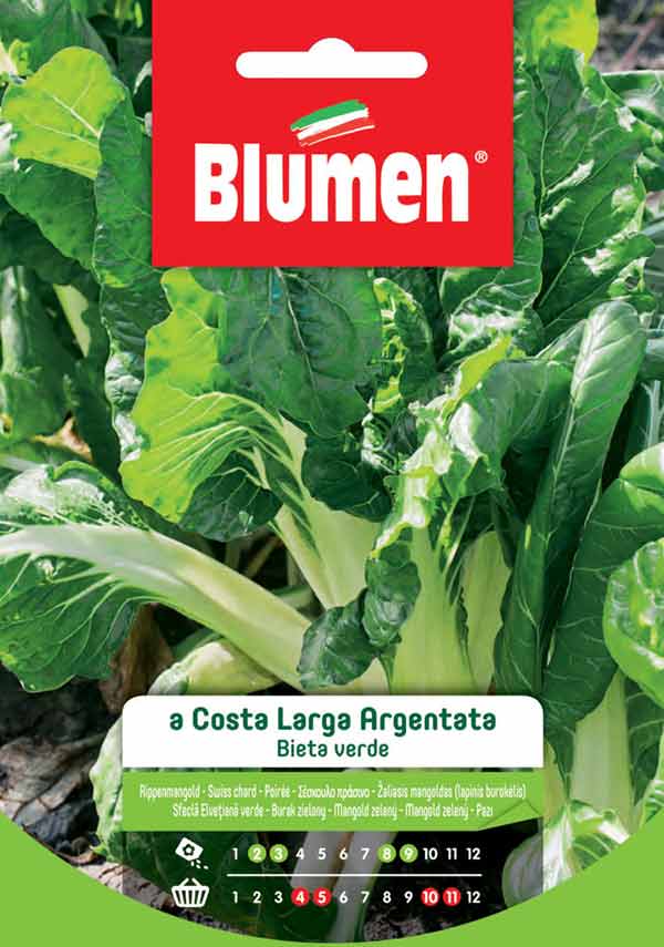 SEMI BIETA VERDE A COSTA LARGA ARGENTATA