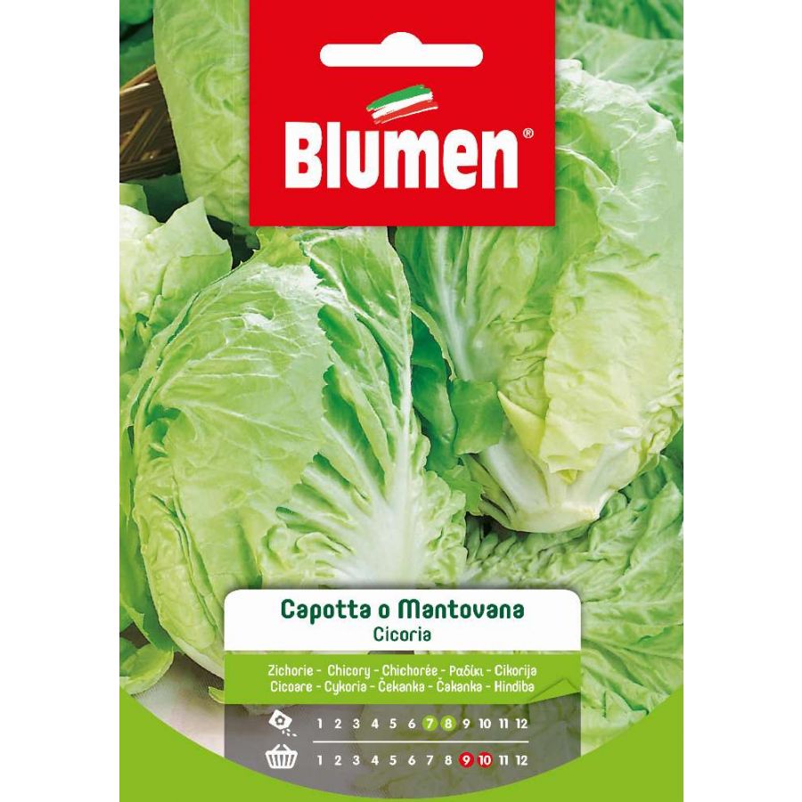 SEMI CICORIA CAPOTTA O MANTOVANA