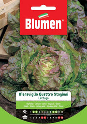 SEMI LATTUGA QUATTRO STAGIONI