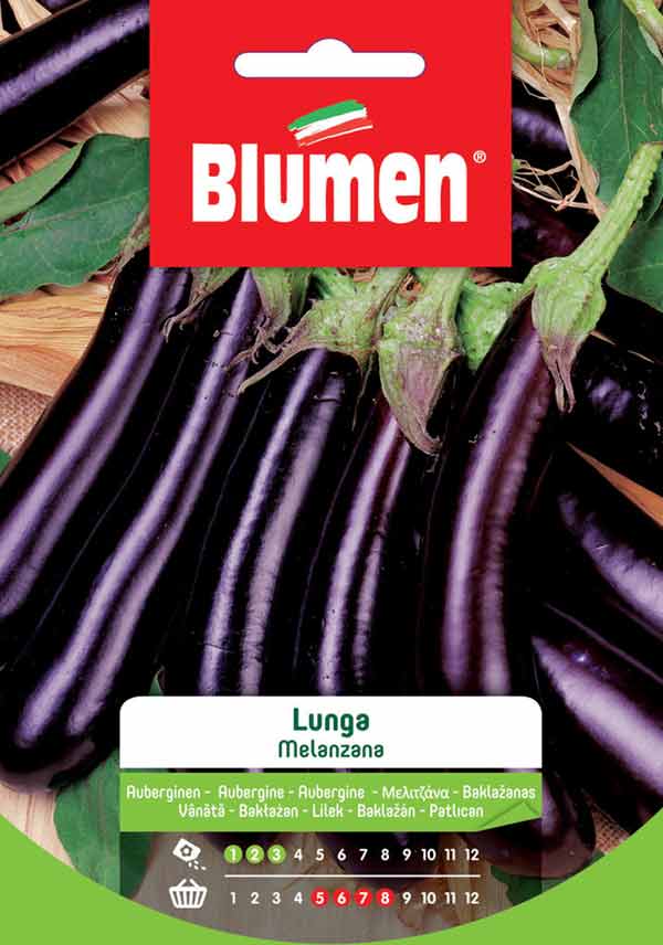 SEMI MELANZANA LUNGA BLUMEN