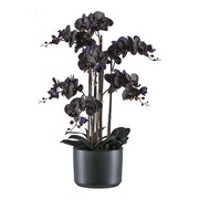 Orchidea Phalaenopsis  7,77cm, Vaso Ceramica Nero 22x16,5cm