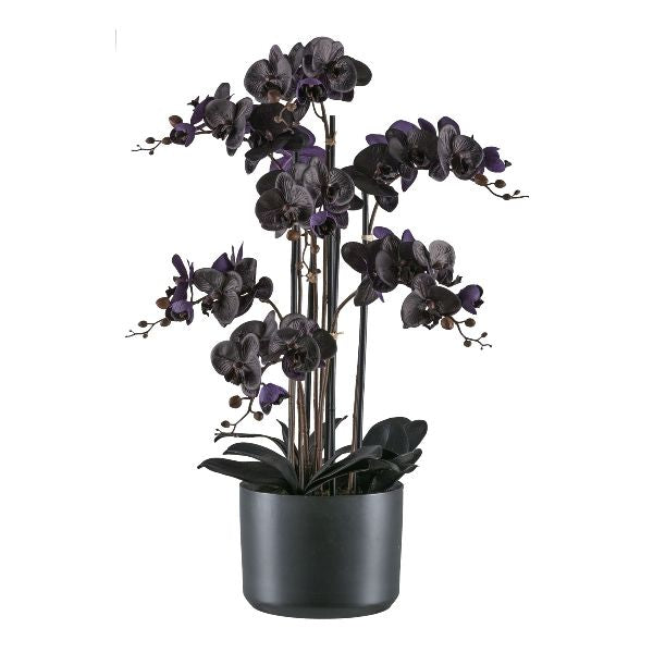 Orchidea Phalaenopsis  7,77cm, Vaso Ceramica Nero 22x16,5cm