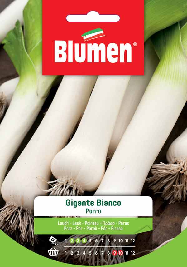 SEMI PORRO GIGANTE BIANCO