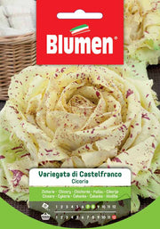 SEMI CICORIA VARIEGATA DI CASTELFRANCO
