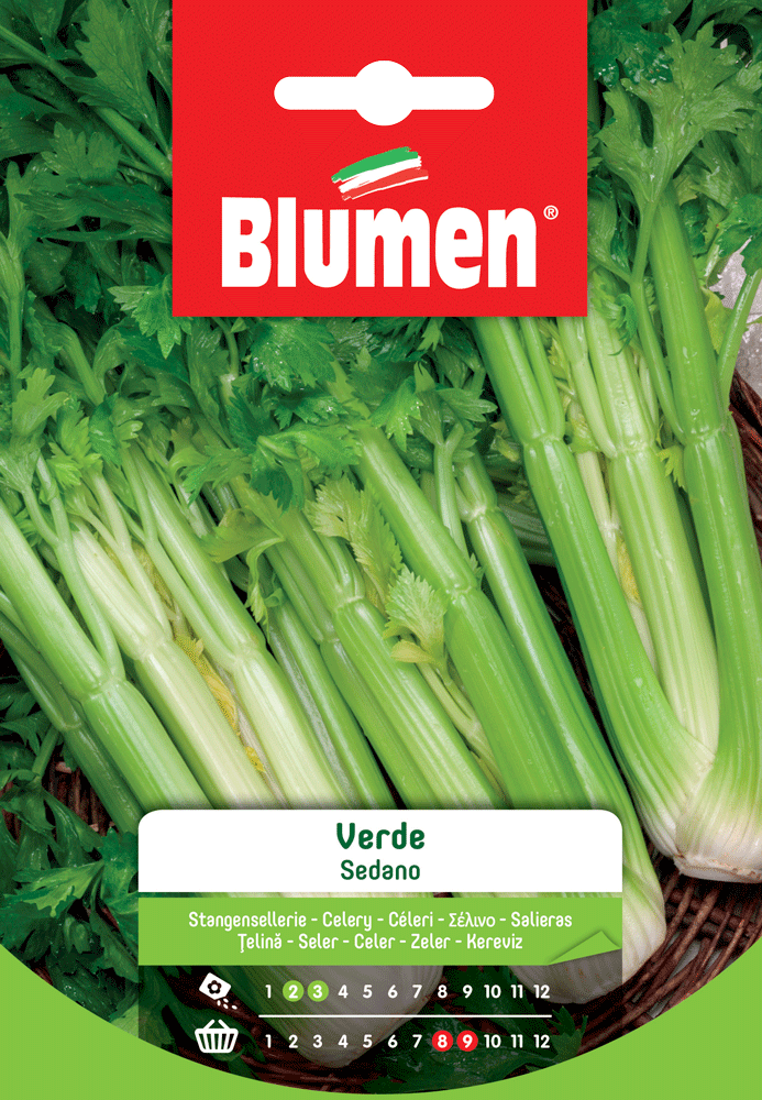 SEMI DI SEDANO VERDE