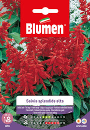 SEMI DI SALVIA SPLENDIDA ALTA