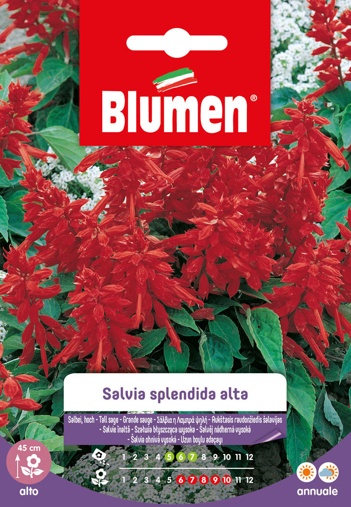 SEMI DI SALVIA SPLENDIDA ALTA